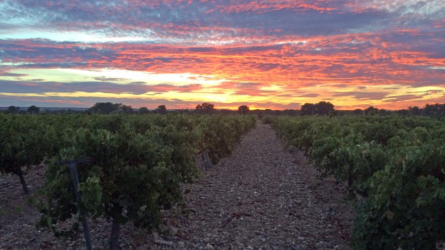 bodega Vega saúco - Gil luna