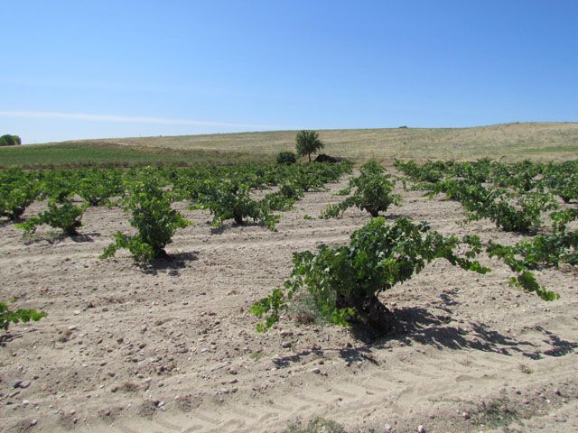 bodega Viña guareña