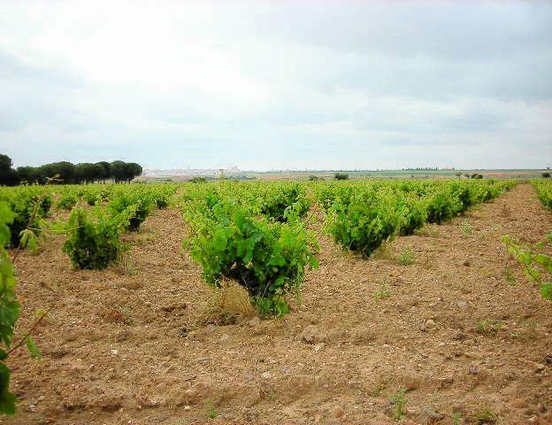 bodega Antonio Velasco e hijos