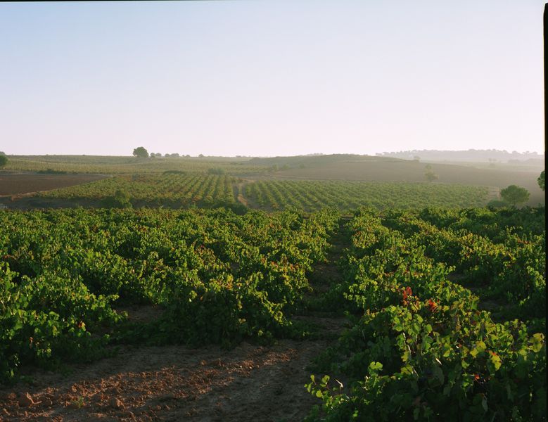 bodega Bodegas Vitivinos