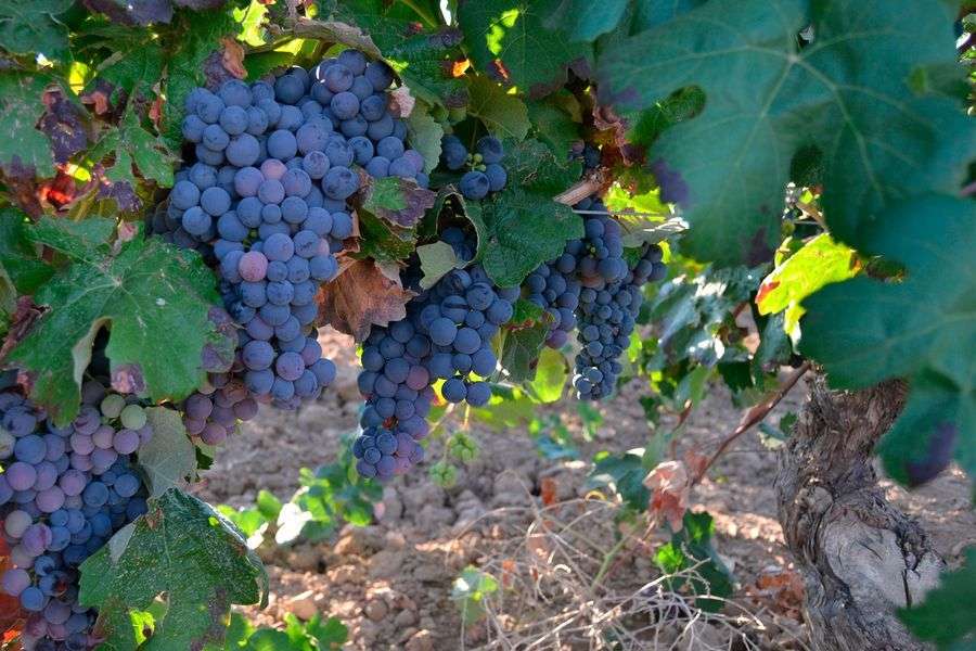 bodega Bodegas Vitivinos