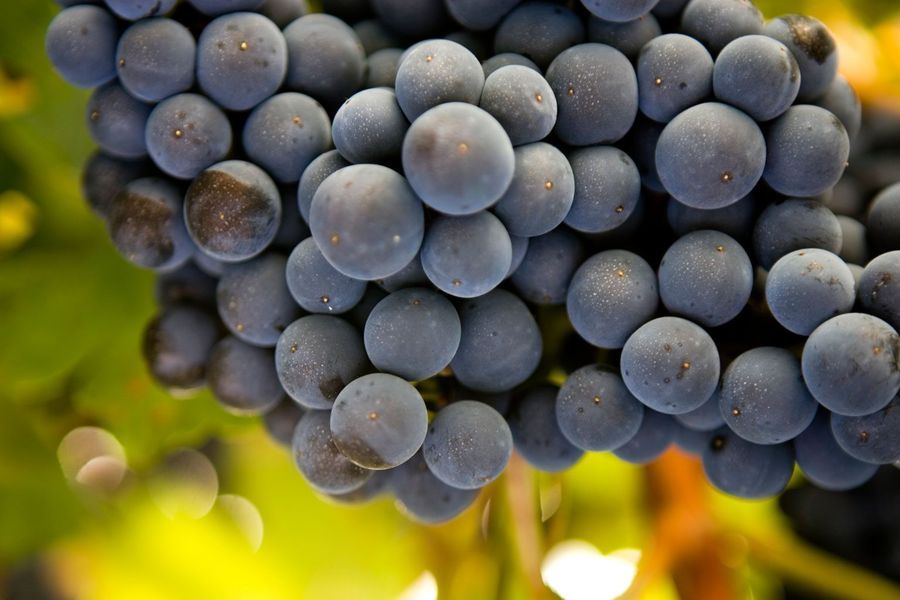 bodega Pago de las Encomiendas