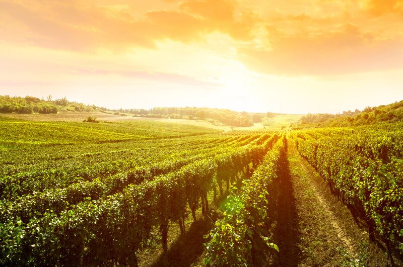 bodega Bodegas Cañalva