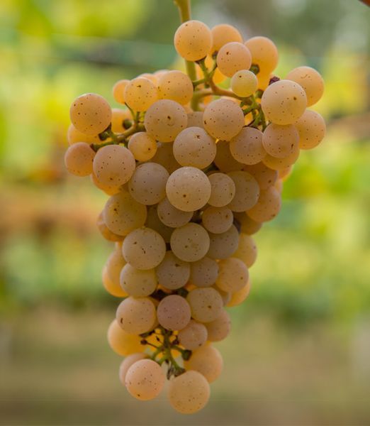 bodega Bodegas As Laxas