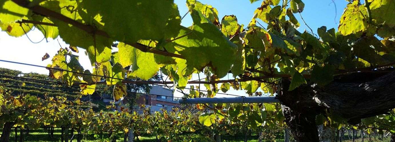 bodega Bodegas Carballal