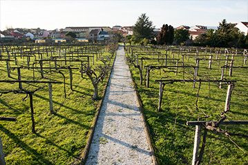 bodega Pazo A Capitana