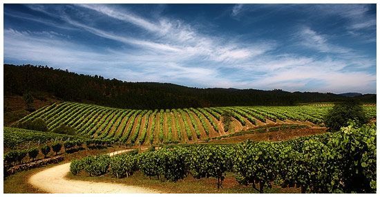 bodega Terras Gauda