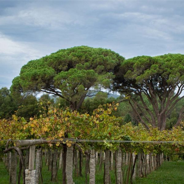 bodega Quinta Couselo