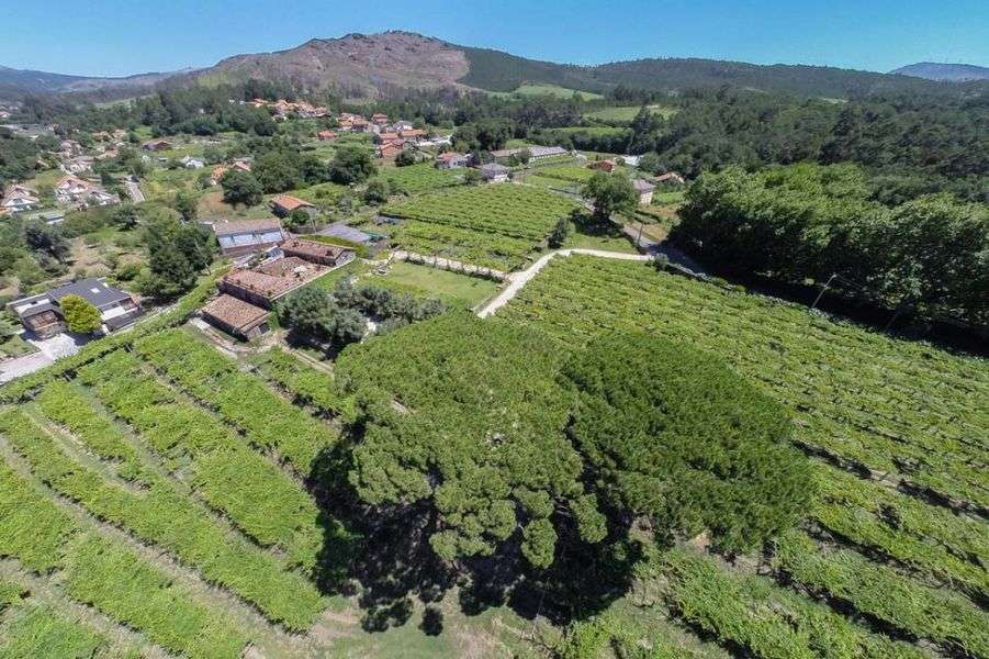 bodega Quinta Couselo