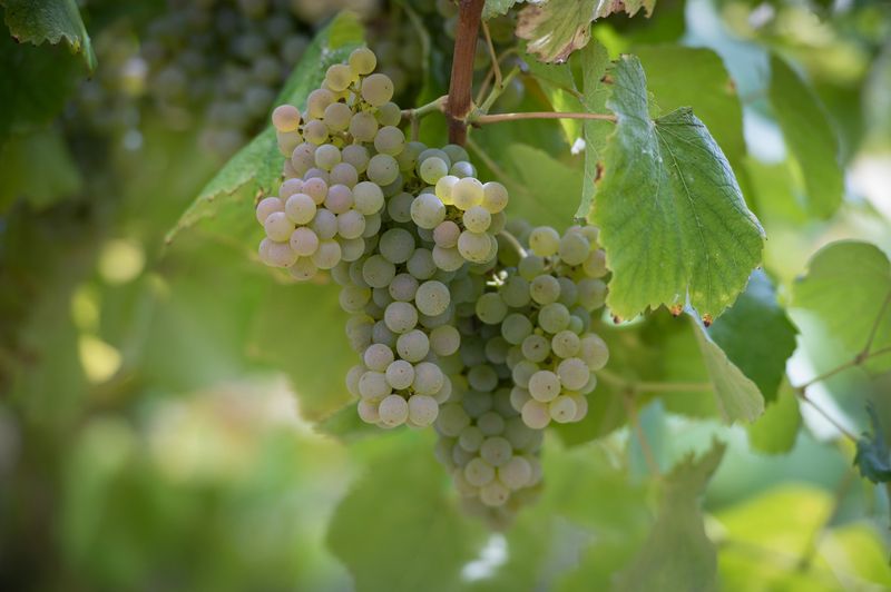 bodega Adegas Aldea De Abaixo