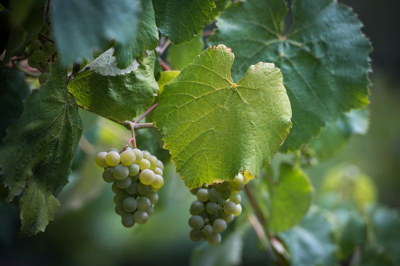 bodega Adegas Aldea De Abaixo