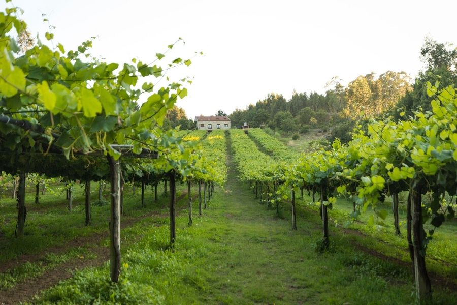 bodega Viña de Ogrobe 