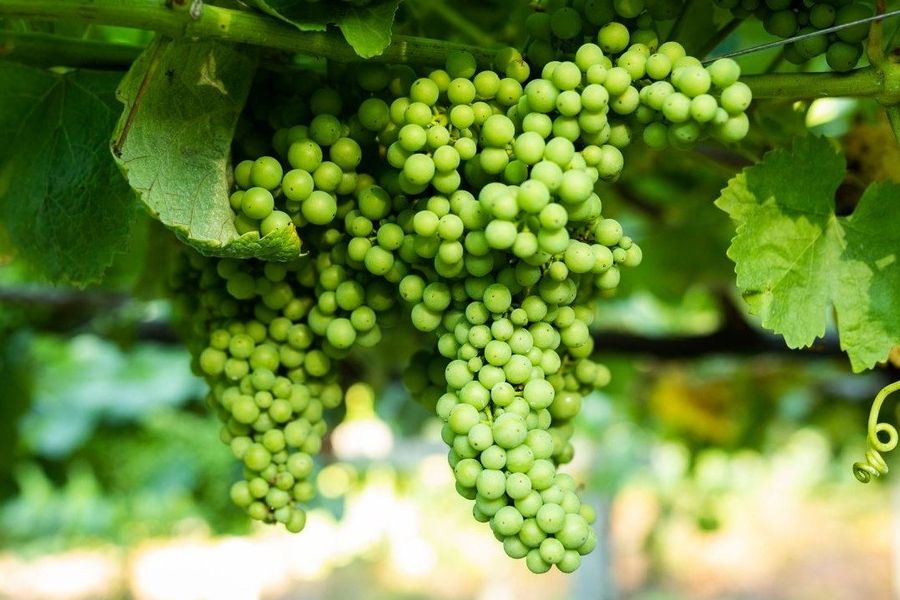 bodega Viña de Ogrobe 