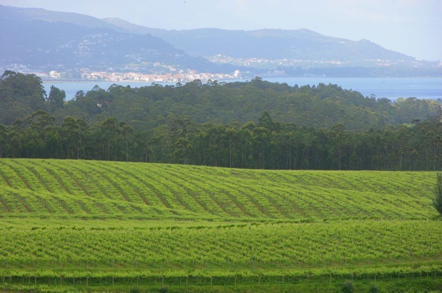 bodega Bodega Valdamor