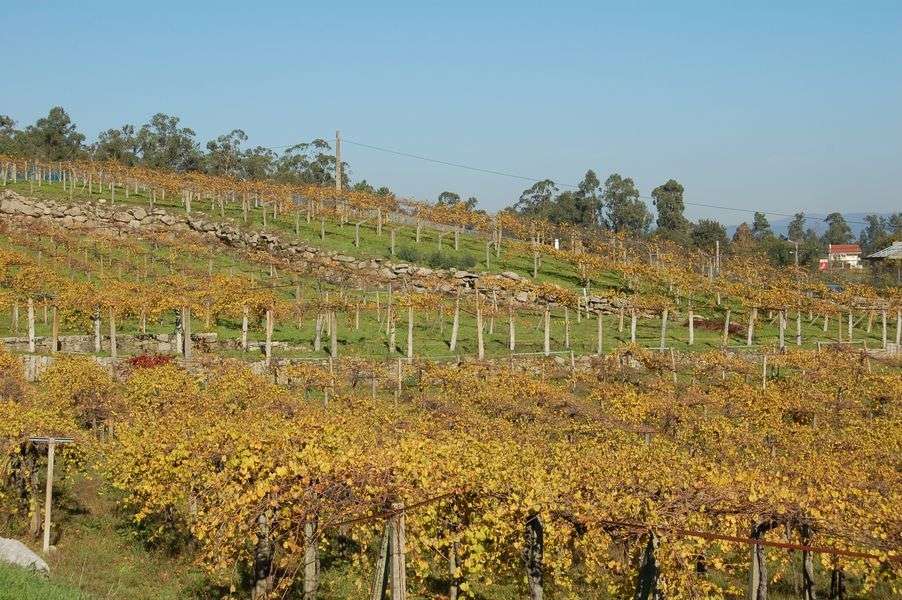 bodega Adegas Pazos de Lusco