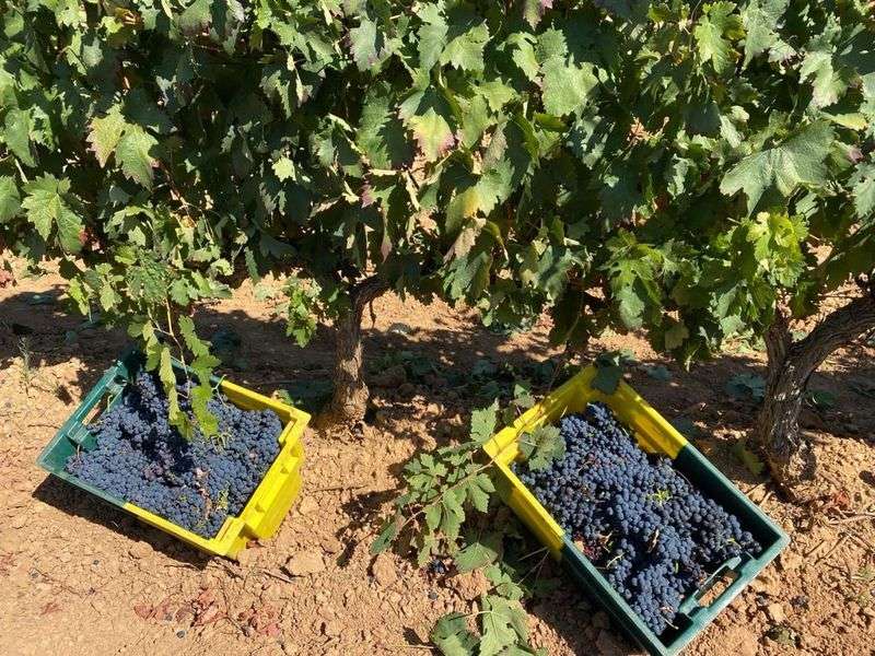 bodega Bodegas Batán de Salas de Beroz