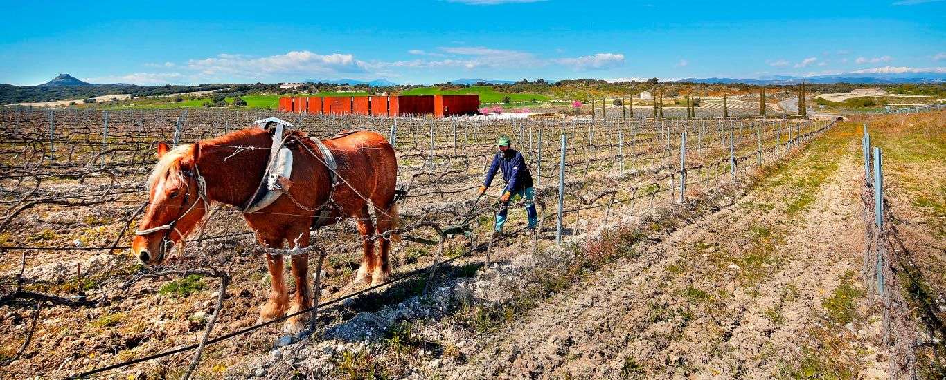 bodega Bodega El Grillo y la Luna