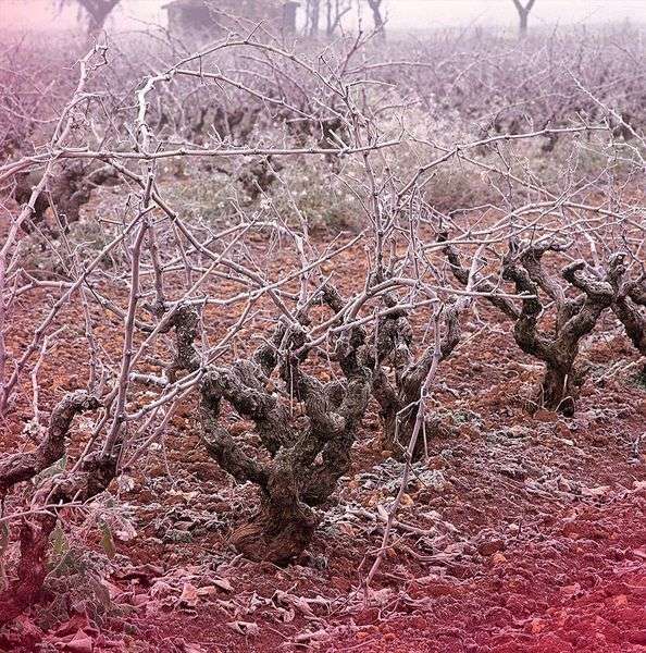 bodega Bodegas Viñas del Vero – Blecua