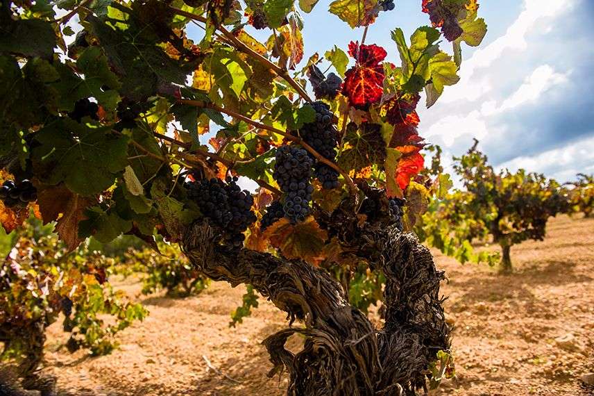 bodega Dominio de la Vega