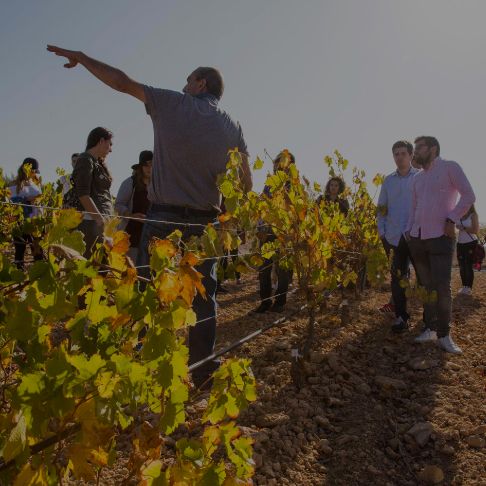 bodega Dominio de la Vega