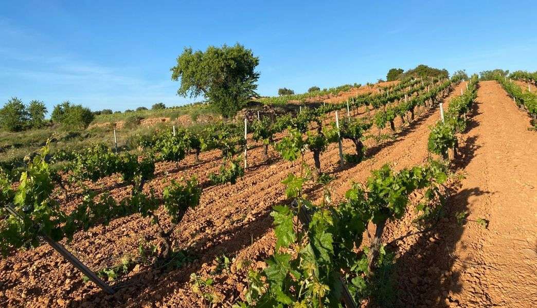 bodega Bodegas Coviñas