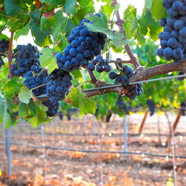 bodega Cerrogallina 