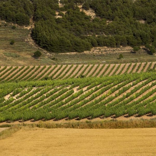 bodega Carramimbre