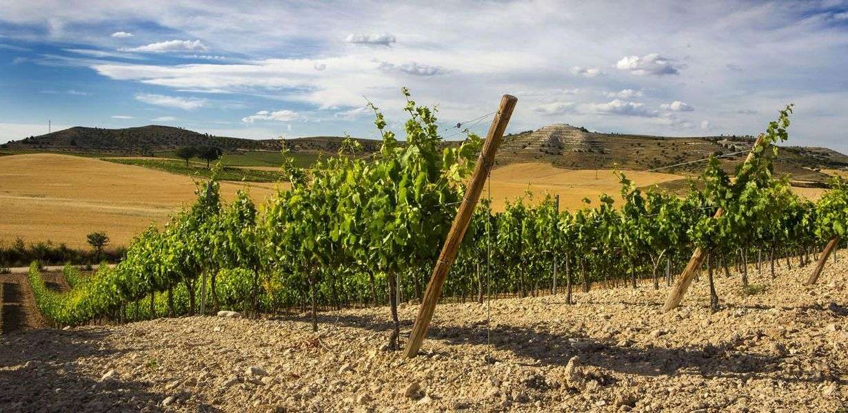 bodega Carramimbre