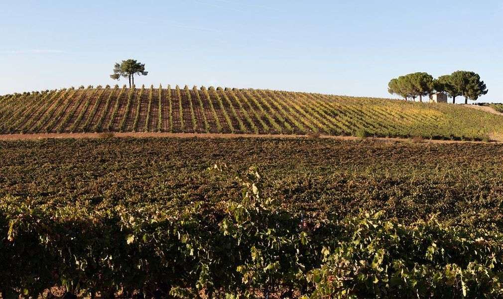 bodega Ferratus