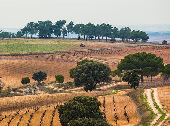 bodega Sastre