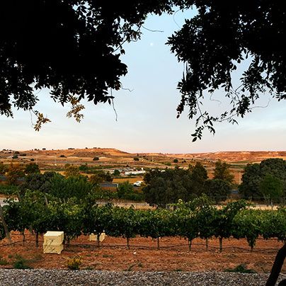 bodega Valdubón