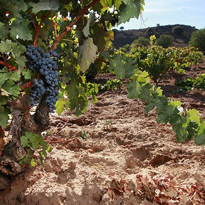 bodega Valdubón