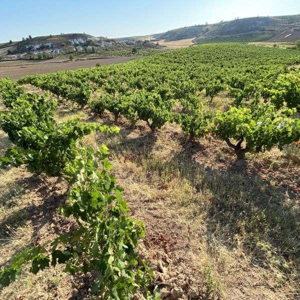 bodega Félix Callejo