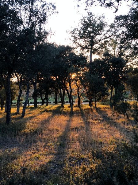 bodega Mataasnos