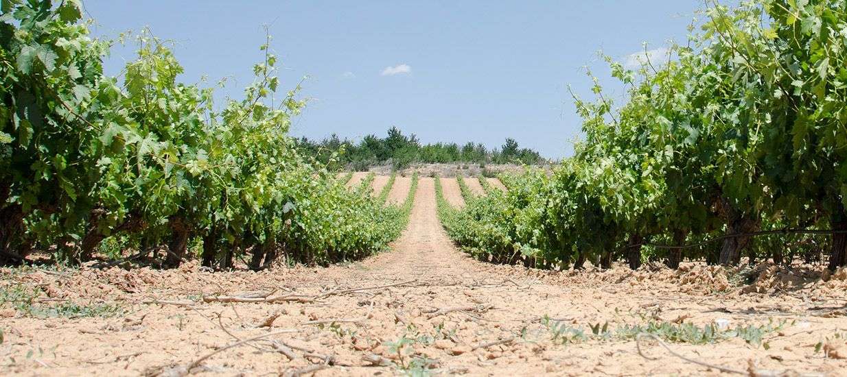 bodega Viña Mambrilla