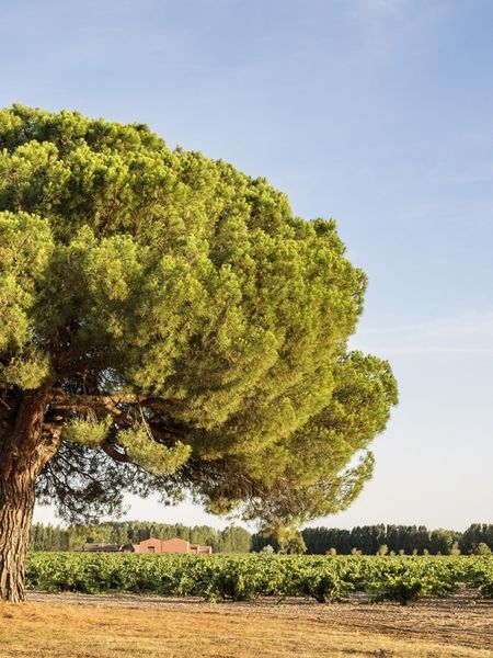 bodega Dominio Fournier