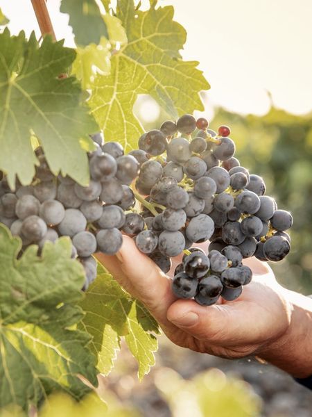 bodega Dominio Fournier