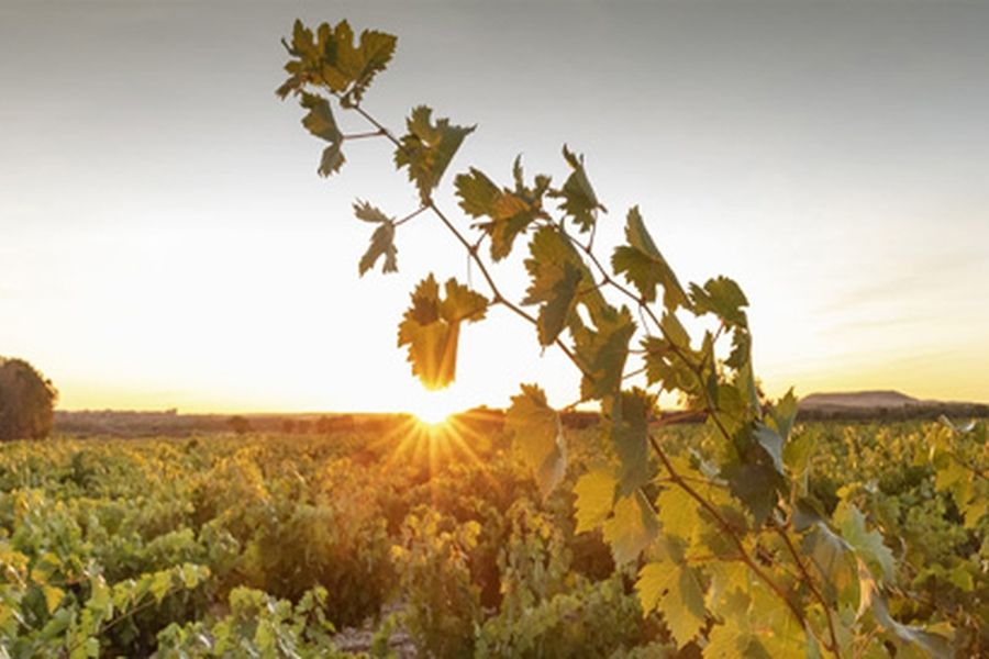 bodega Dominio Fournier