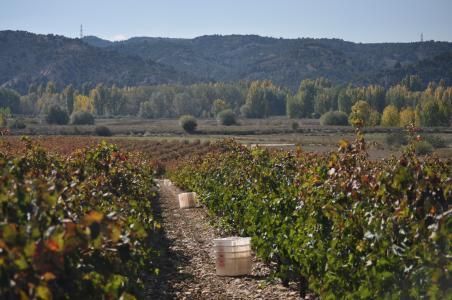 bodega Valdeviñas