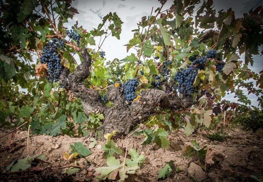 bodega Valdeviñas