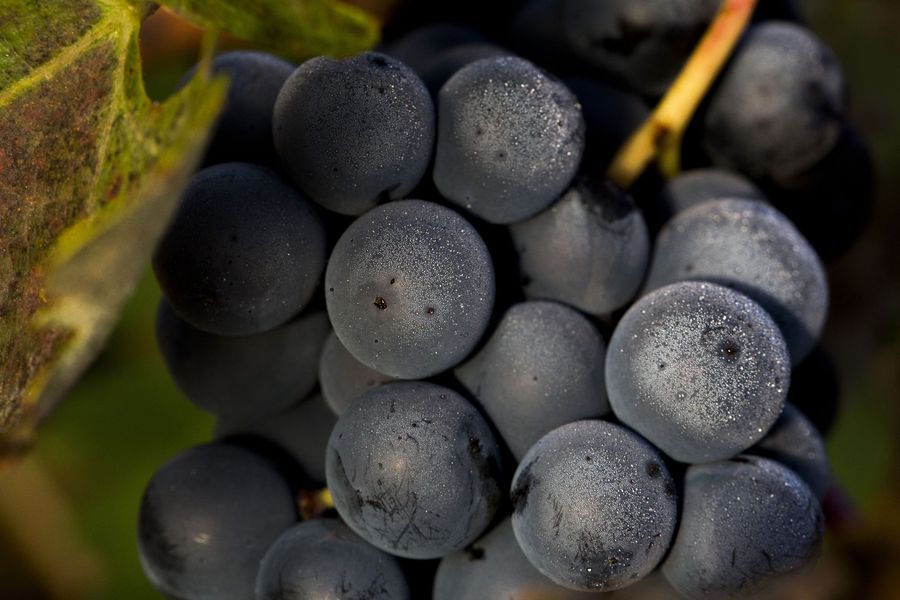 bodega Pagos del Rey - Ribera del Duero