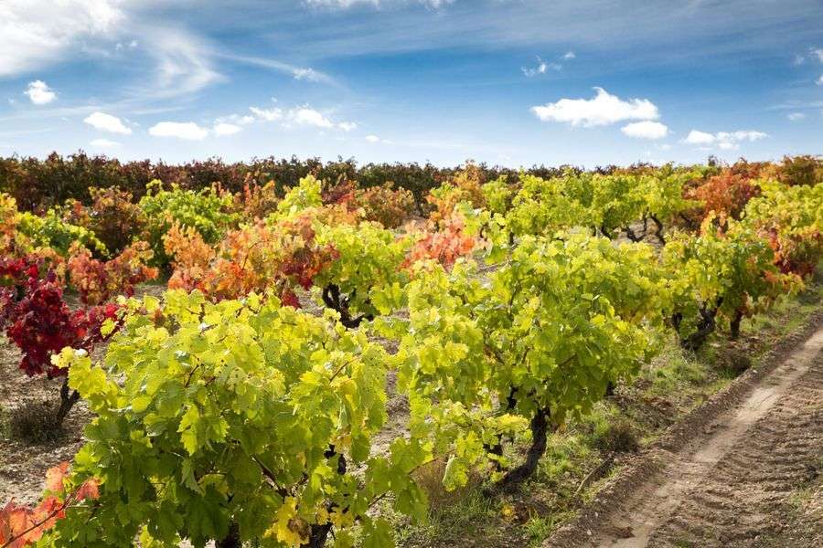 bodega Pagos del Rey - Ribera del Duero