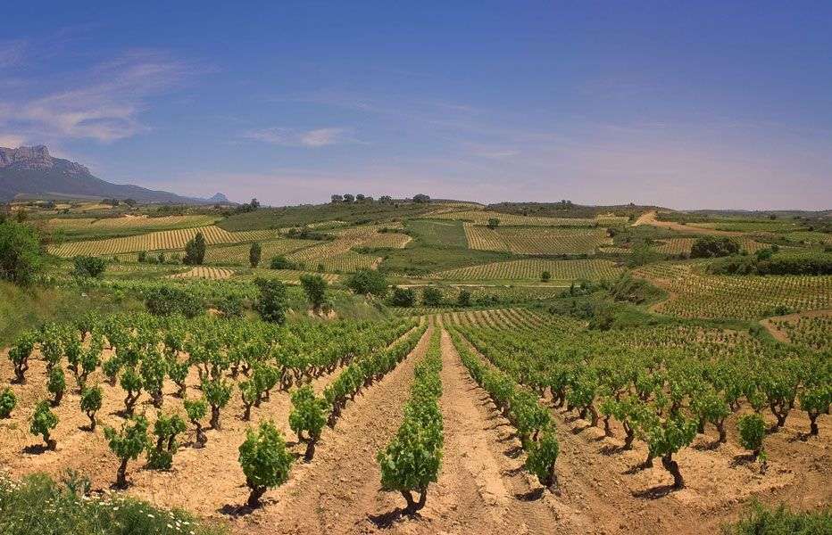 bodega Remírez de Ganuza