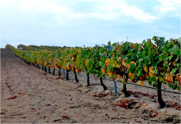 bodega Bodegas La Casa de Monroy