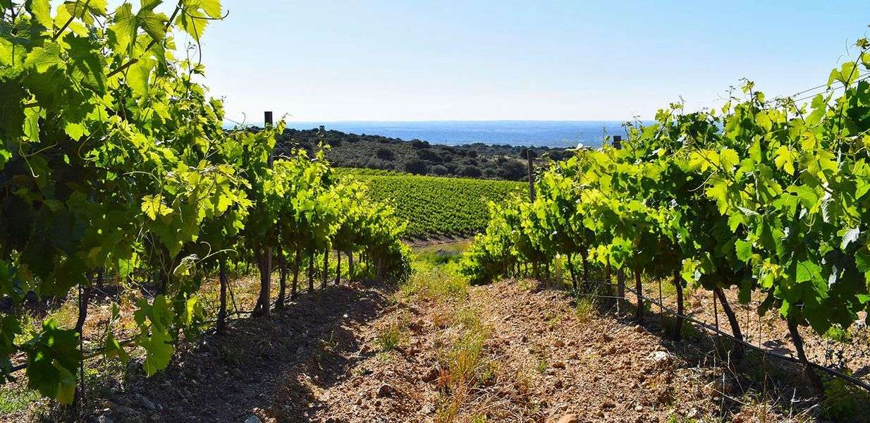 bodega Bodegas Nueva Valverde