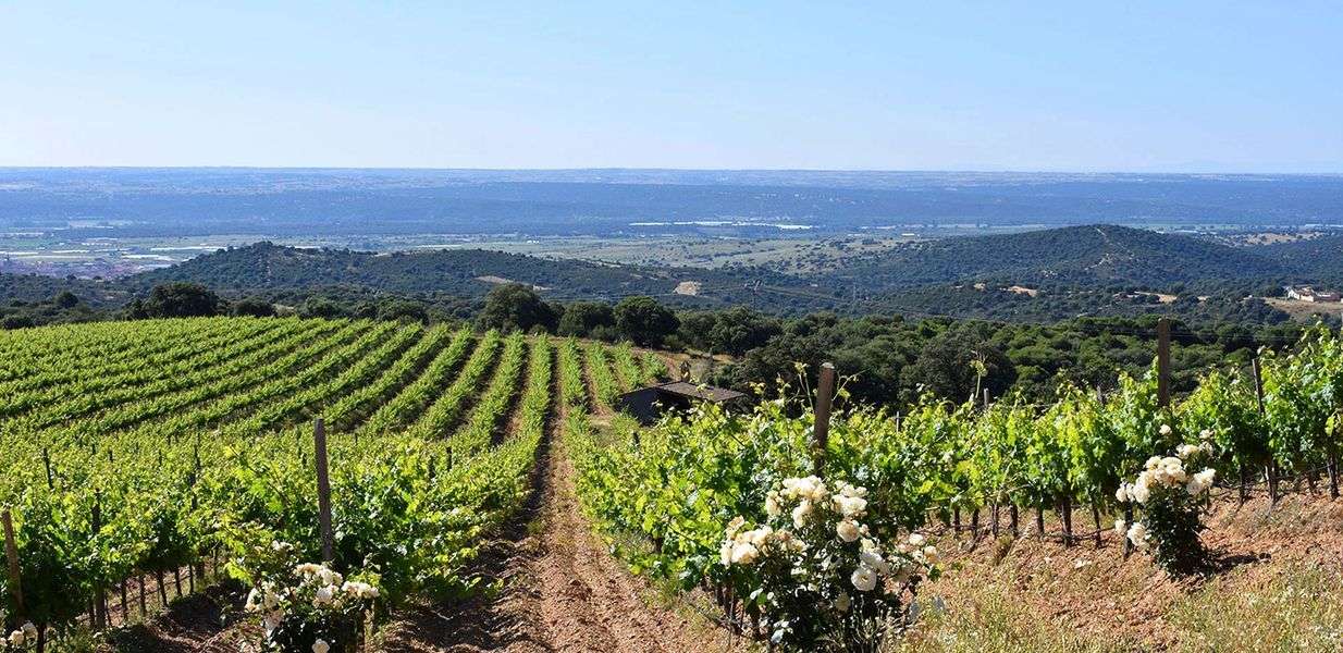 bodega Bodegas Nueva Valverde