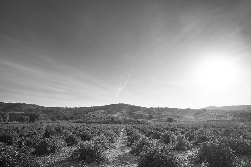 bodega Tagonius