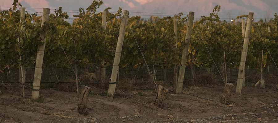 bodega Finca Ferrer