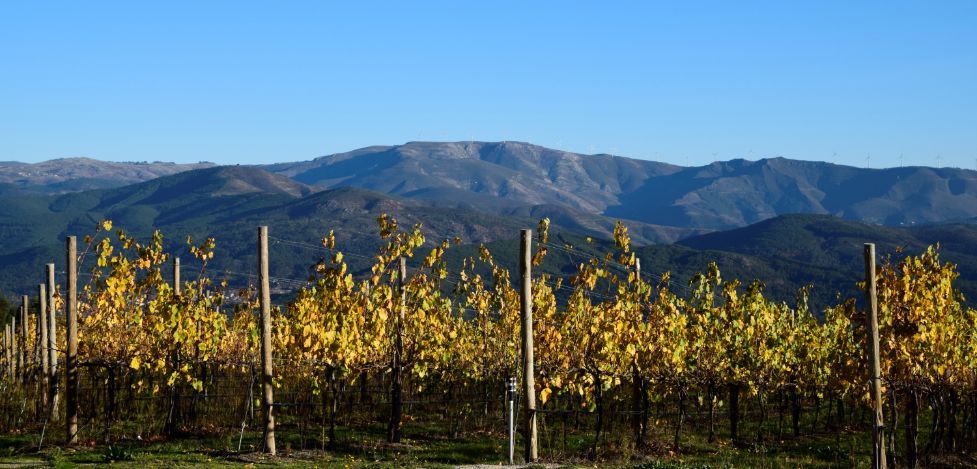 bodega Quinta de Santa Cristina