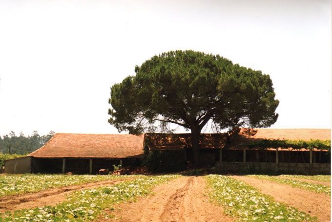 bodega Adega Casa da Torre